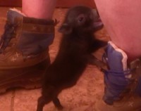 /album/teacup-pigs/a20131015143059-9-250x198-jpg/